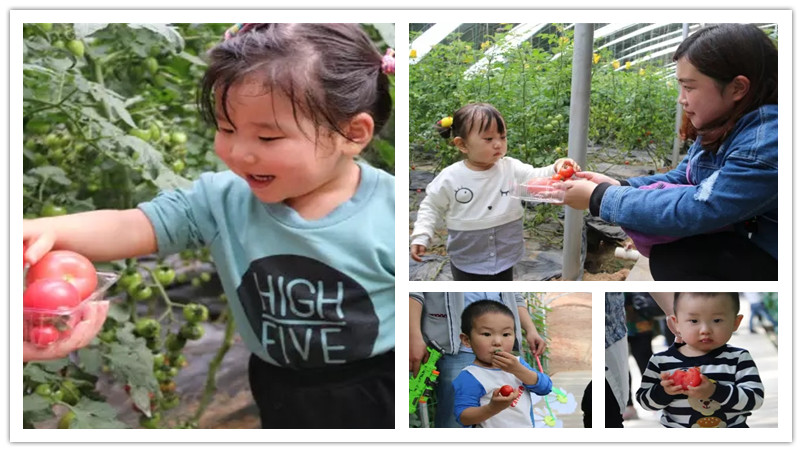 BBunion国际早教邯郸中心活动花絮:春季采摘 BBunion国际早教邯郸中心活动花絮:春季采摘